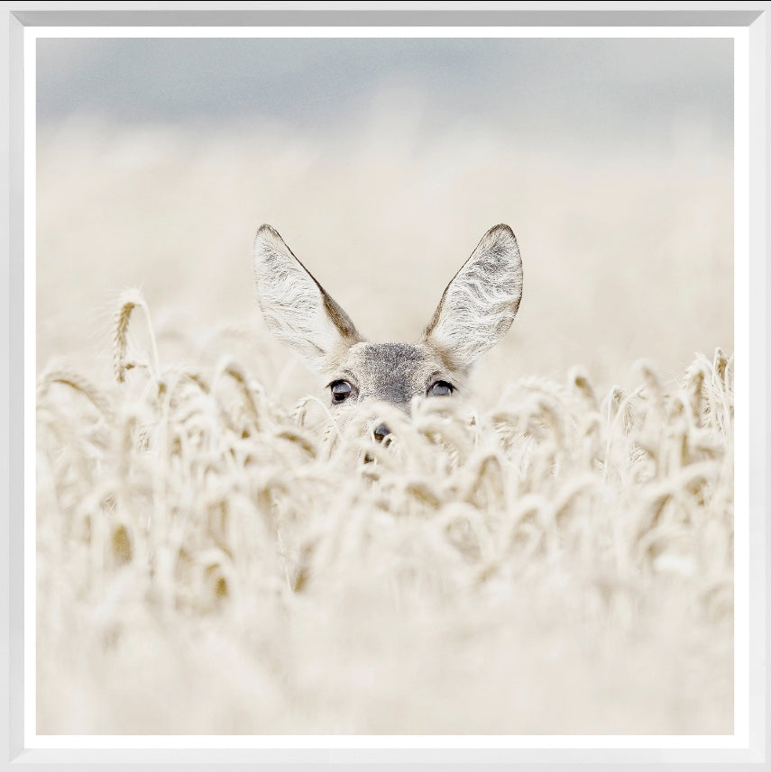 Peekaboo Deer