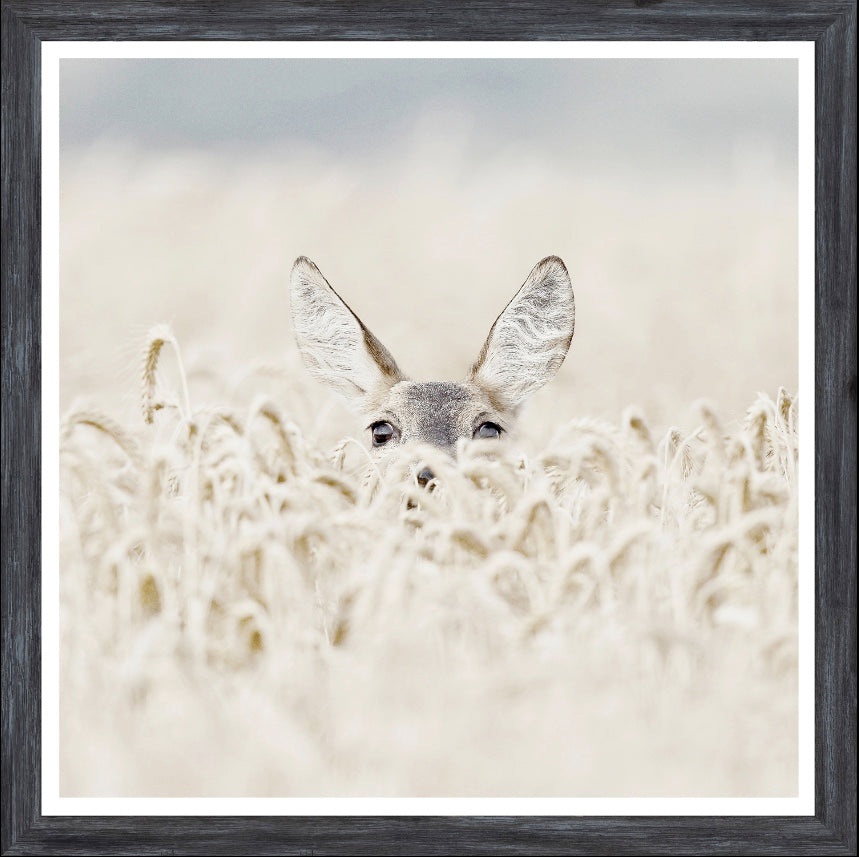 Peekaboo Deer