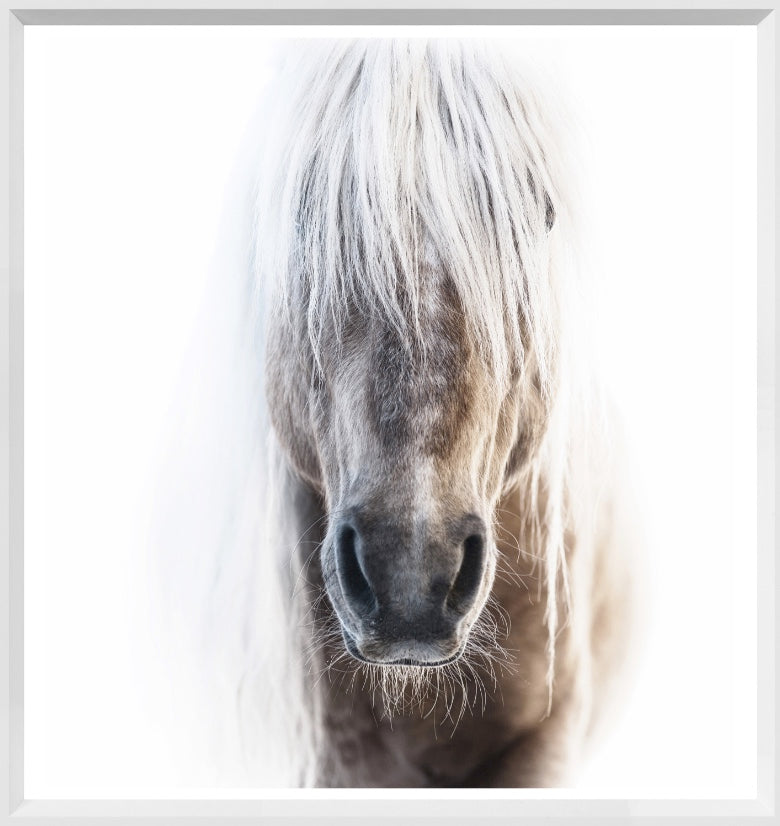 Palomino