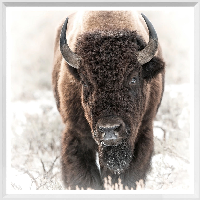 Bison in the Tetons
