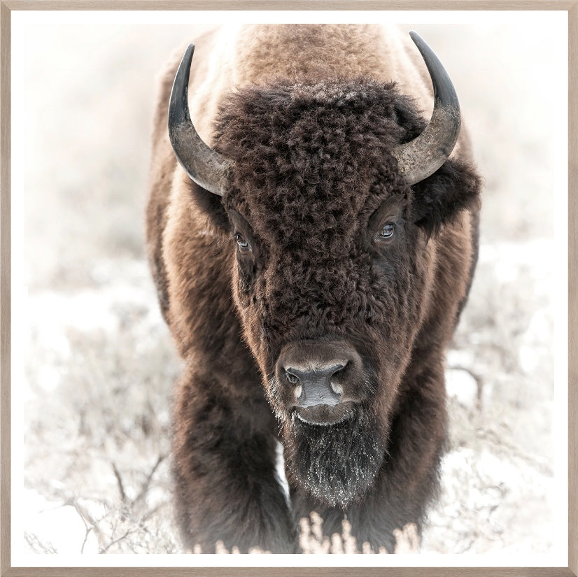 Bison in the Tetons