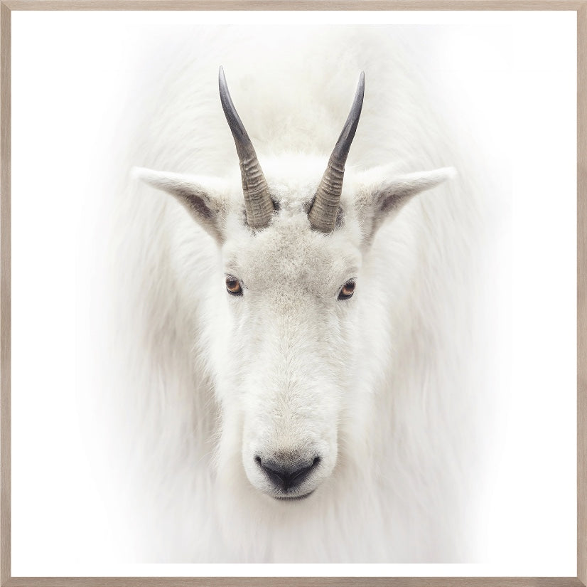 Mountain Goat
