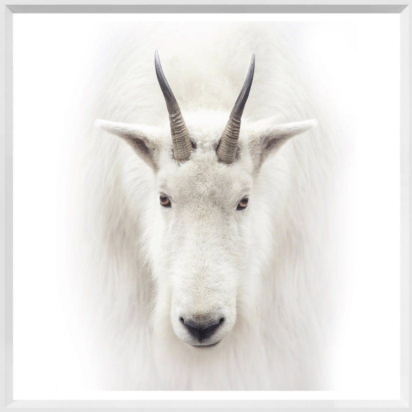 Mountain Goat