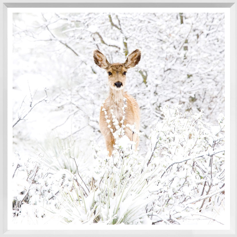 Colorado Mule Deer