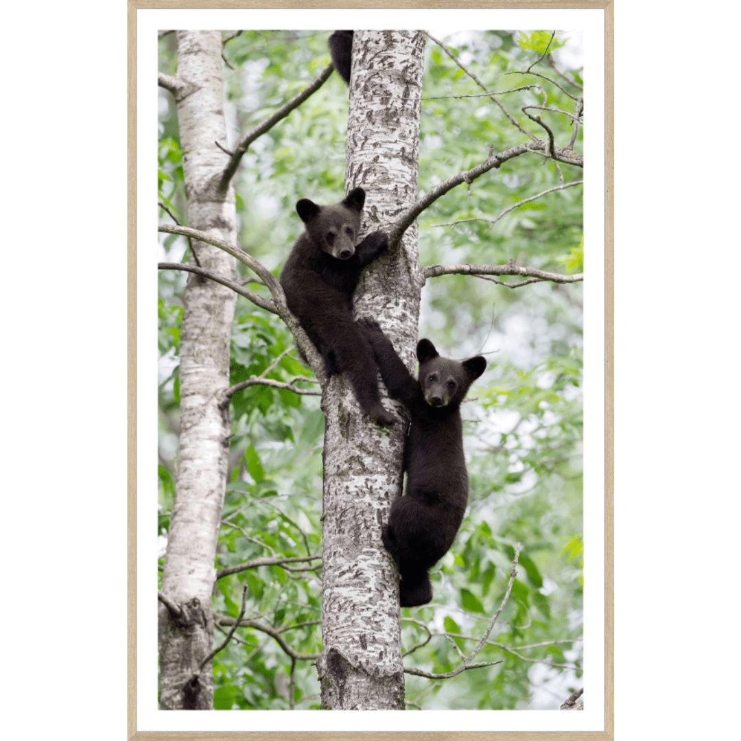 Natural- Black Bear Cubs