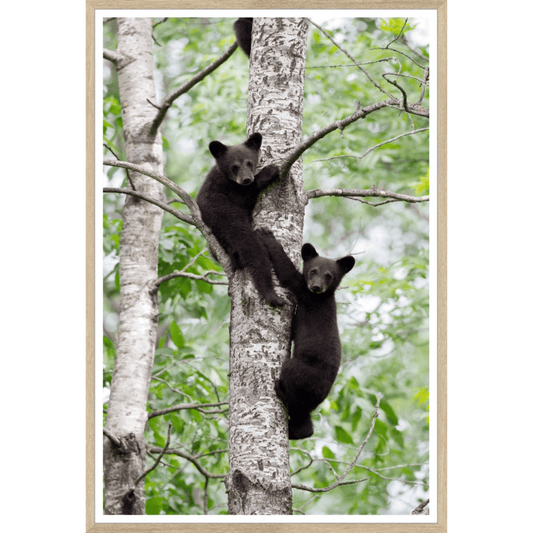 Natural- Black Bear Cubs