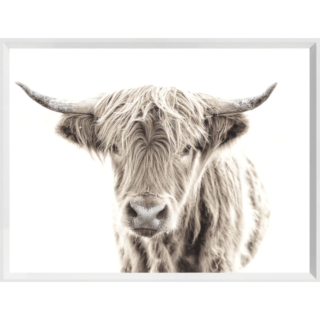 Highland Cow