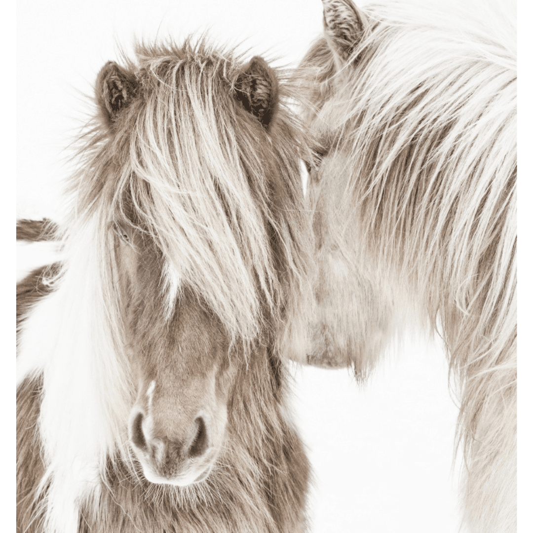 Icelandic Ponies