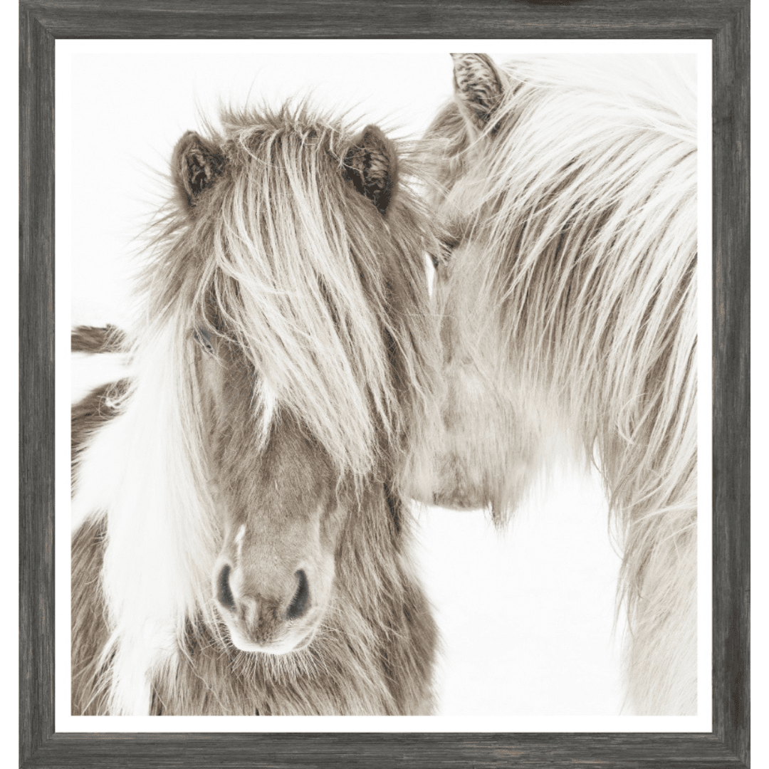 Icelandic Ponies