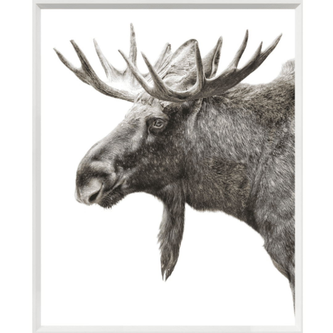 Algonquin Moose