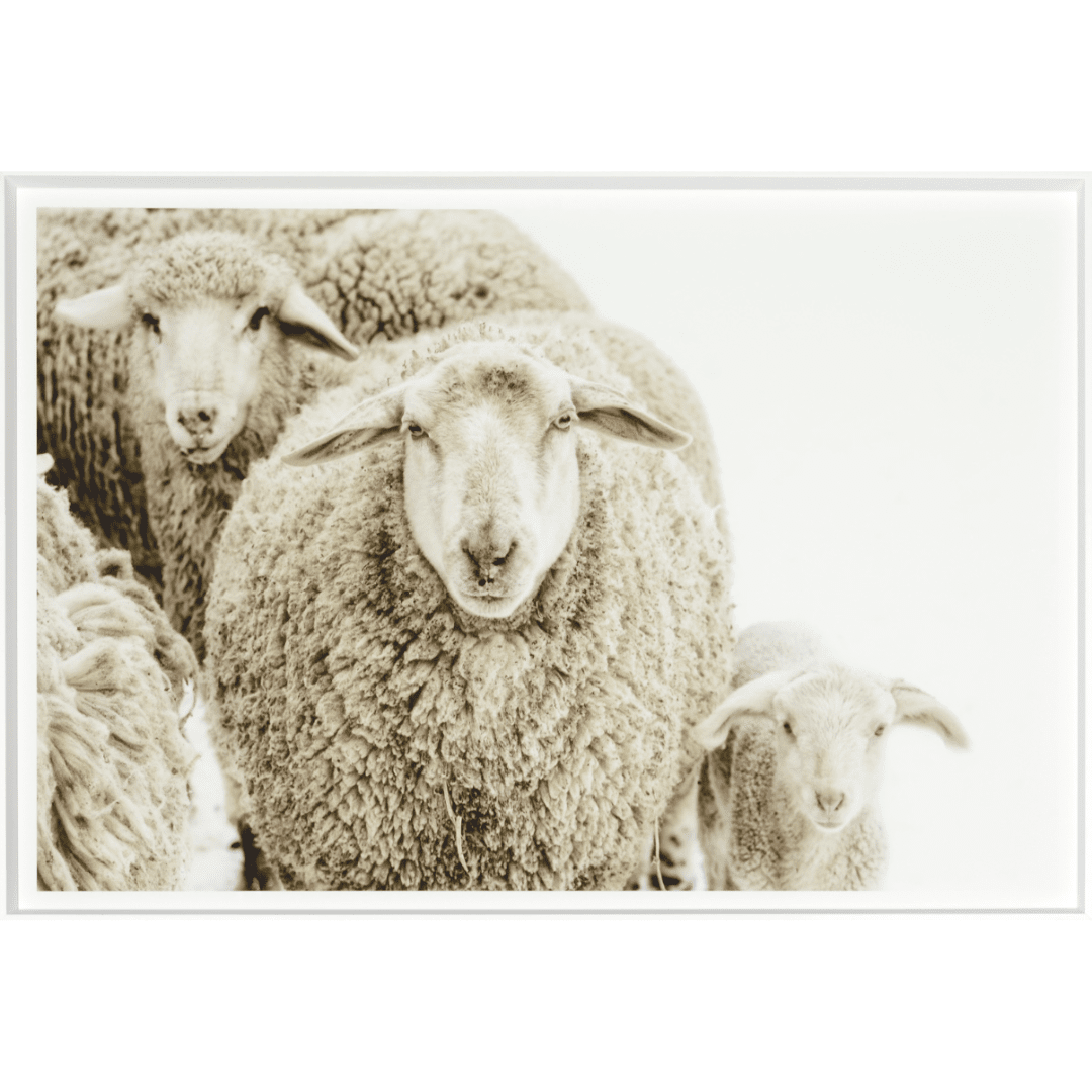 Wooly Stare