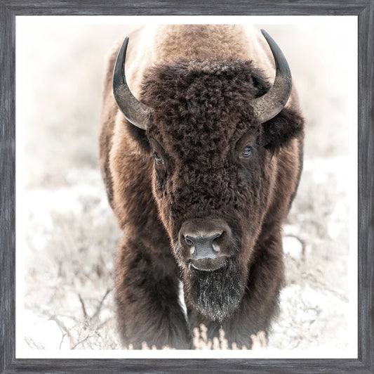 Bison in the Tetons