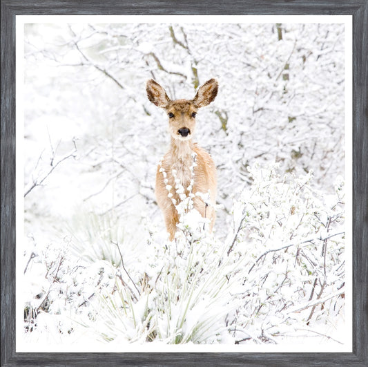 Colorado Mule Deer