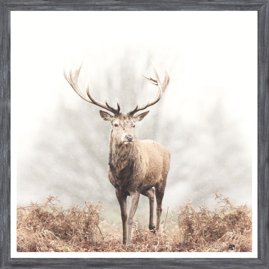 Red Deer Stag