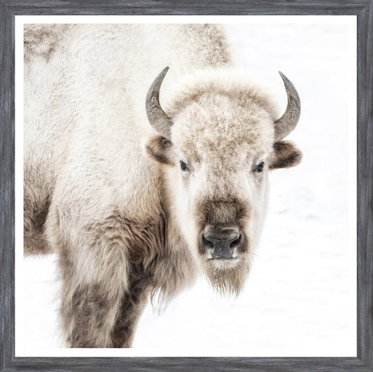 Sacred White Bison