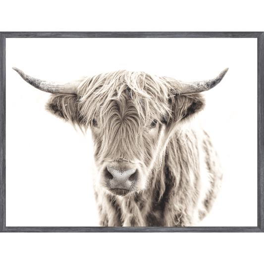 Highland Cow