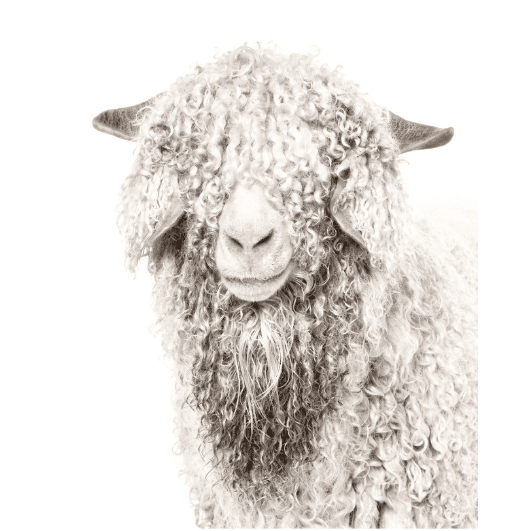 Angora Goat