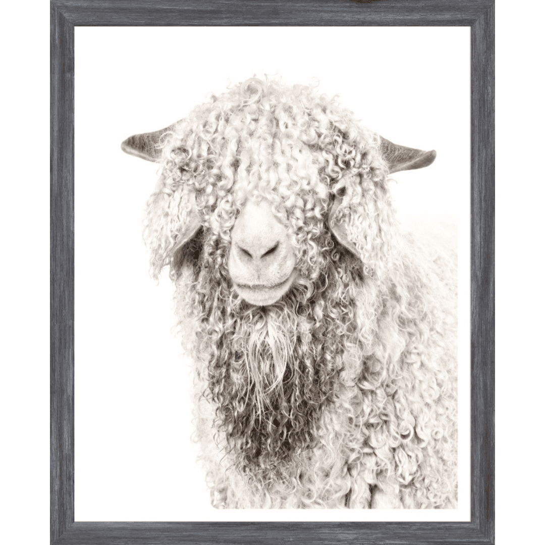 Angora Goat