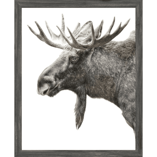 Algonquin Moose