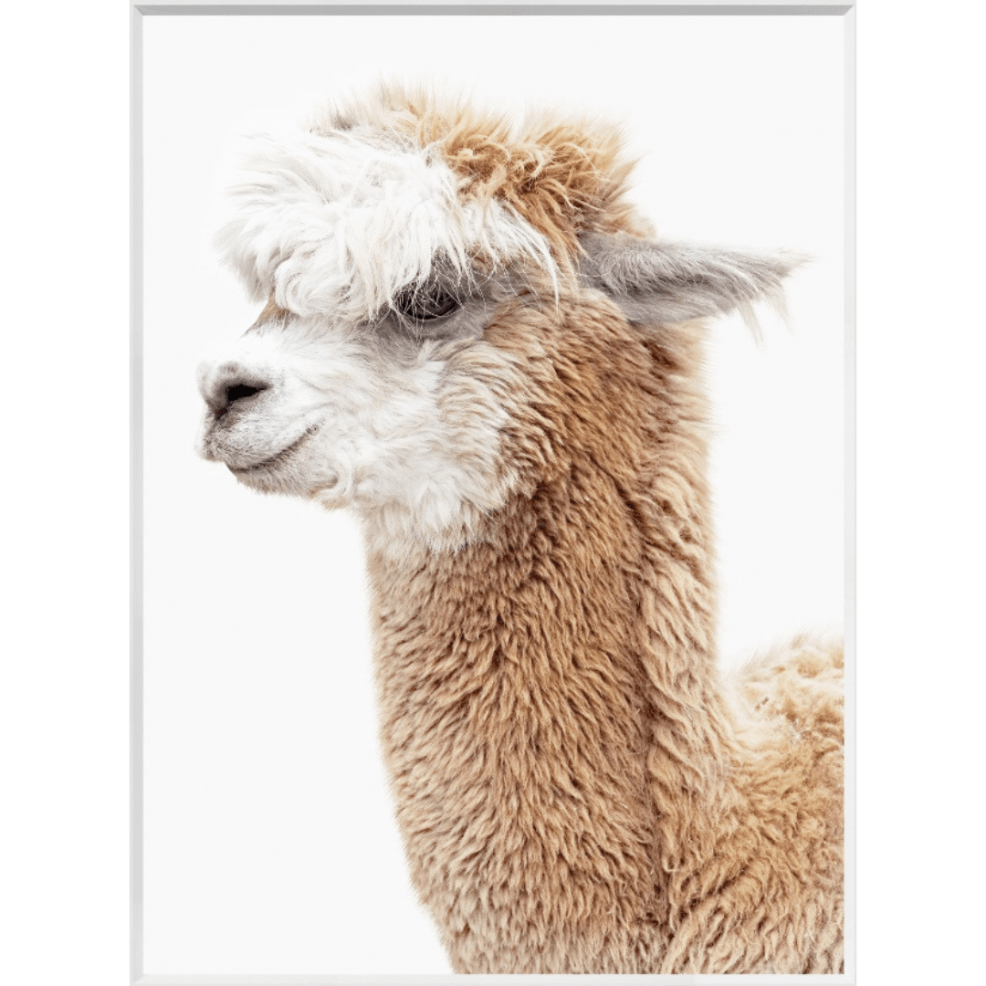 Llama Portrait