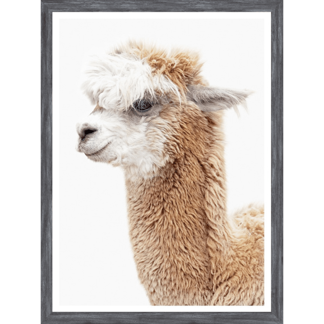 Llama Portrait