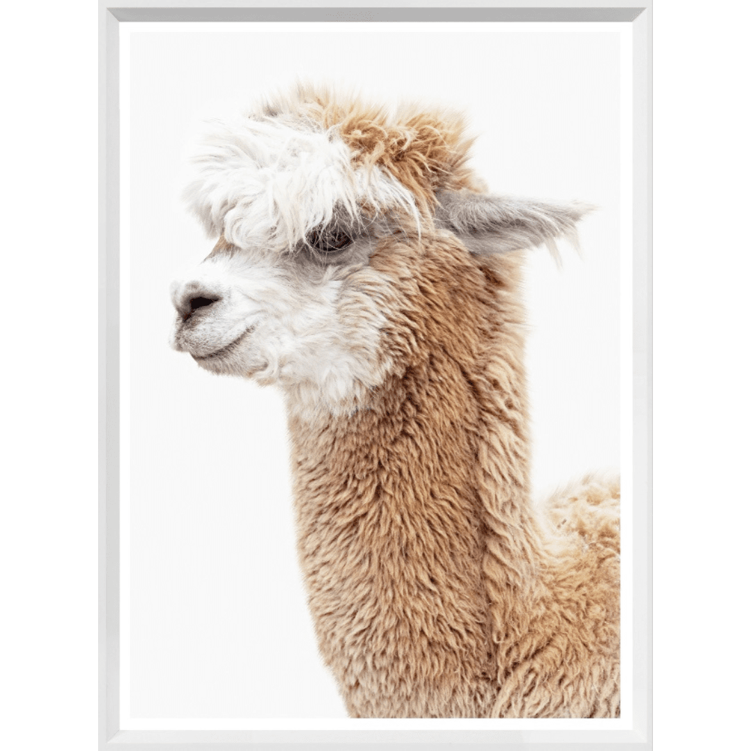 Llama Portrait