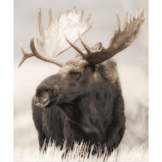 Grand Teton Moose